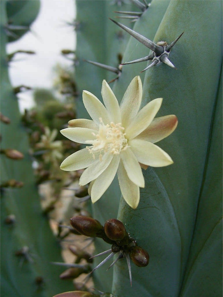 Myrtillocactus geometrizans (Blue Candle) Cactus Seeds (100 Seeds)