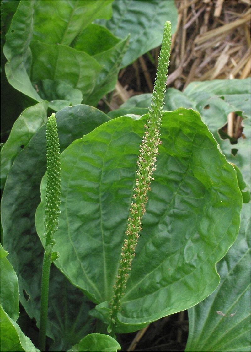 5 Wild Broadleaf plantain live bare root Herbal Edible Medicinal Hardy Perennial