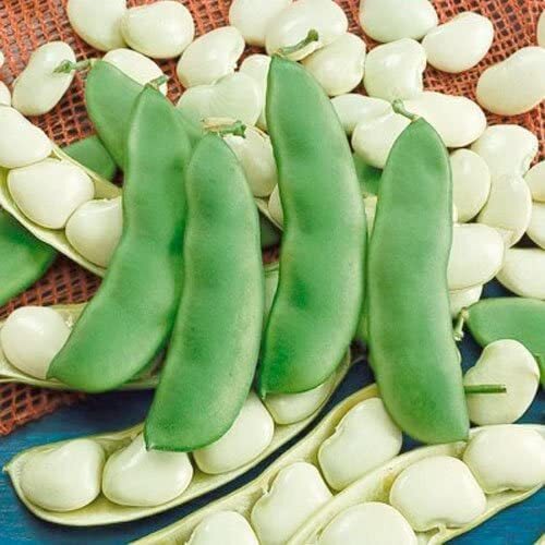 75 Lima Bean Seeds for Planting – Easy to Grow – Fordhook 242 Lima Bean, Award W