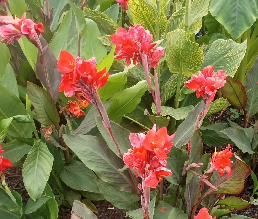 CANNA LILY SEEDS. 100 COUNT.  VARIOUS COLORS. GREAT AROUND WATER GARDENS.