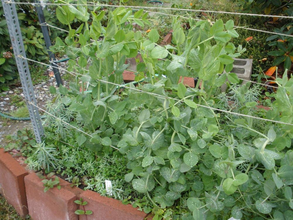 50+Sugar Pod SNOW PEAS Seeds Organic Spring Fall Vegetable Garden Container Easy