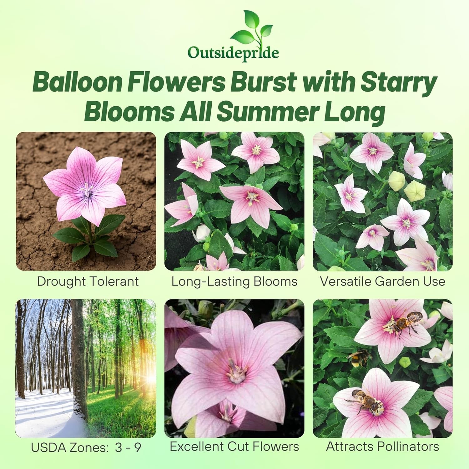 1000 Seeds Balloon Flower Seed – Platycodon Grandiflora Rose Flower Seeds