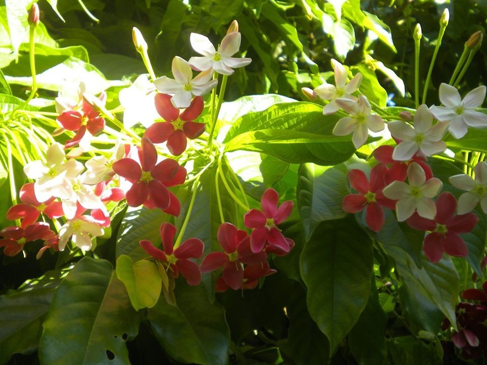 Combretum indicum Rangoon creeper Single flower live plant