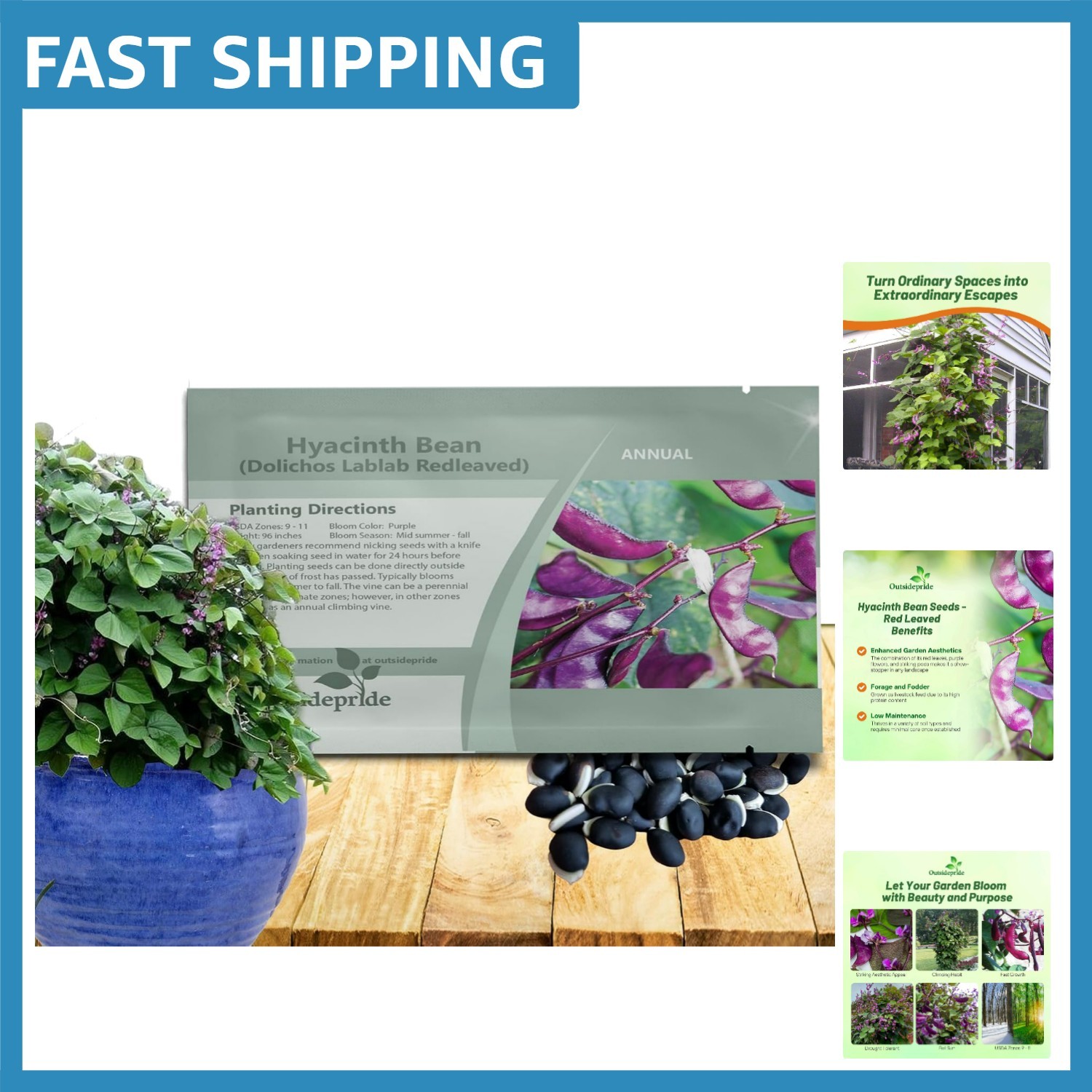 Perennial Edible Hyacinth Bean Seeds – Attracts Hummingbirds & Butterflies