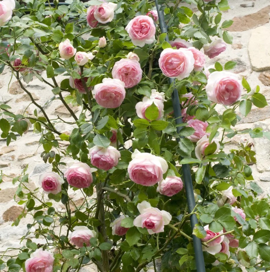 White Pink Eden Climbing Rose Seeds – Pack 30 Seeds – Rose Flower Gardening