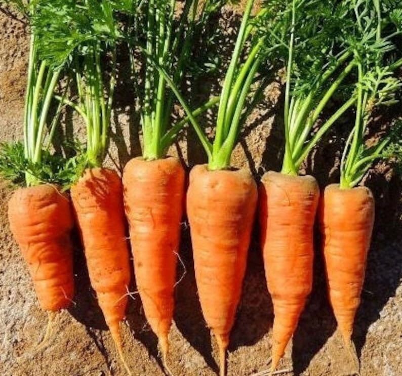 Chantenay Red Core Carrot, 200+ Seeds | NON-GMO | Heirloom | Fresh Garden Seeds
