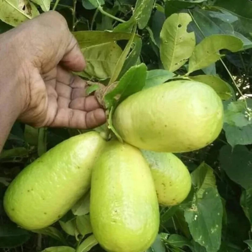 Gandharaj Lemon Fruit Plant- 3 cuttings , no roots- imported