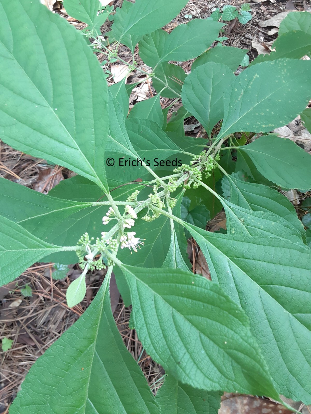 200 Seeds American Beautyberry – Florida Grown
