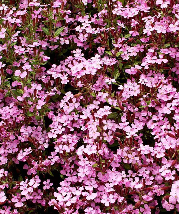 Groundcover ROCK SOAPWORT Groundcover Spreading Perennial Pink NonGMO 1000 Seeds
