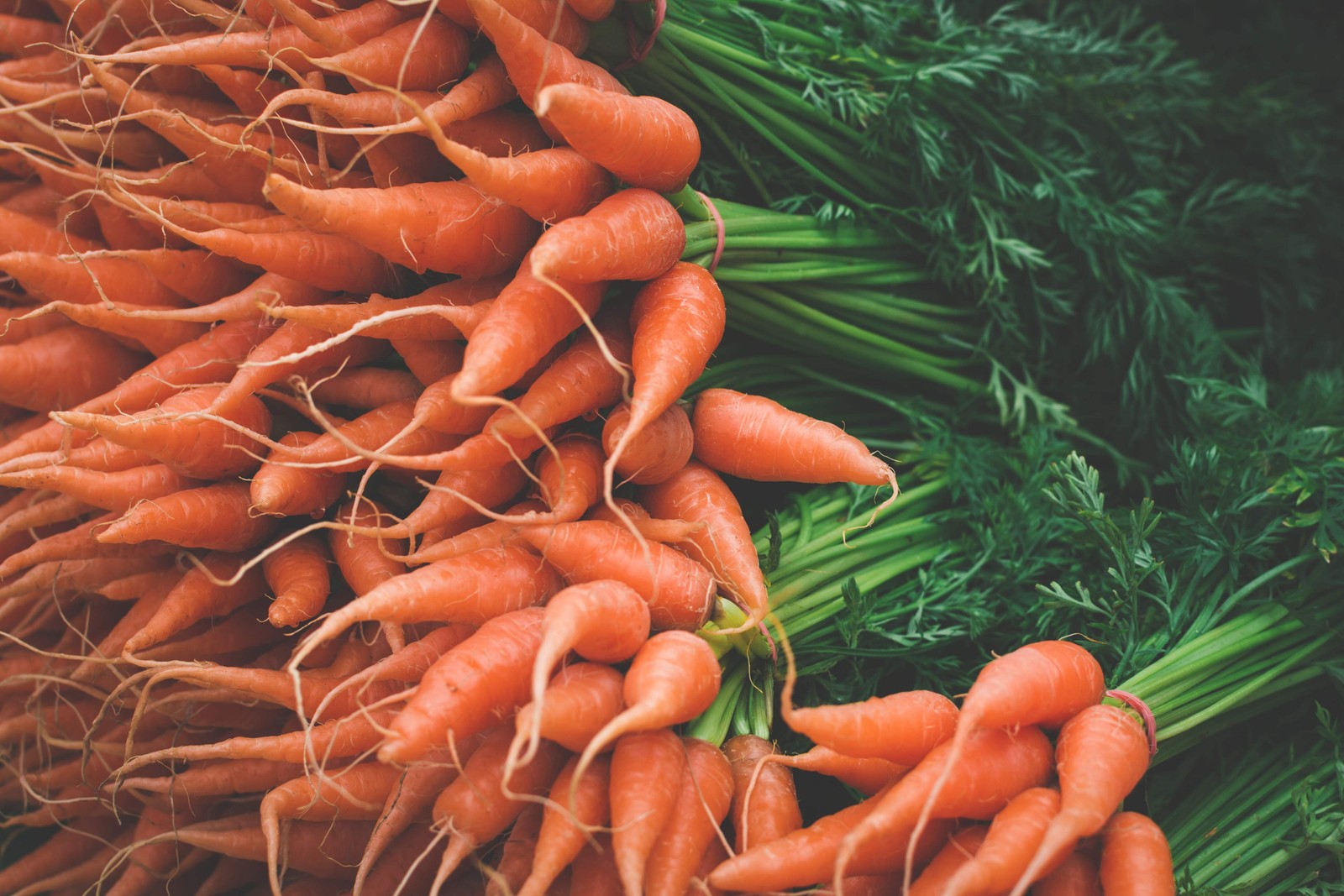 1500 LITTLE FINGERS CARROT Daucus Carota Vegetable Seeds