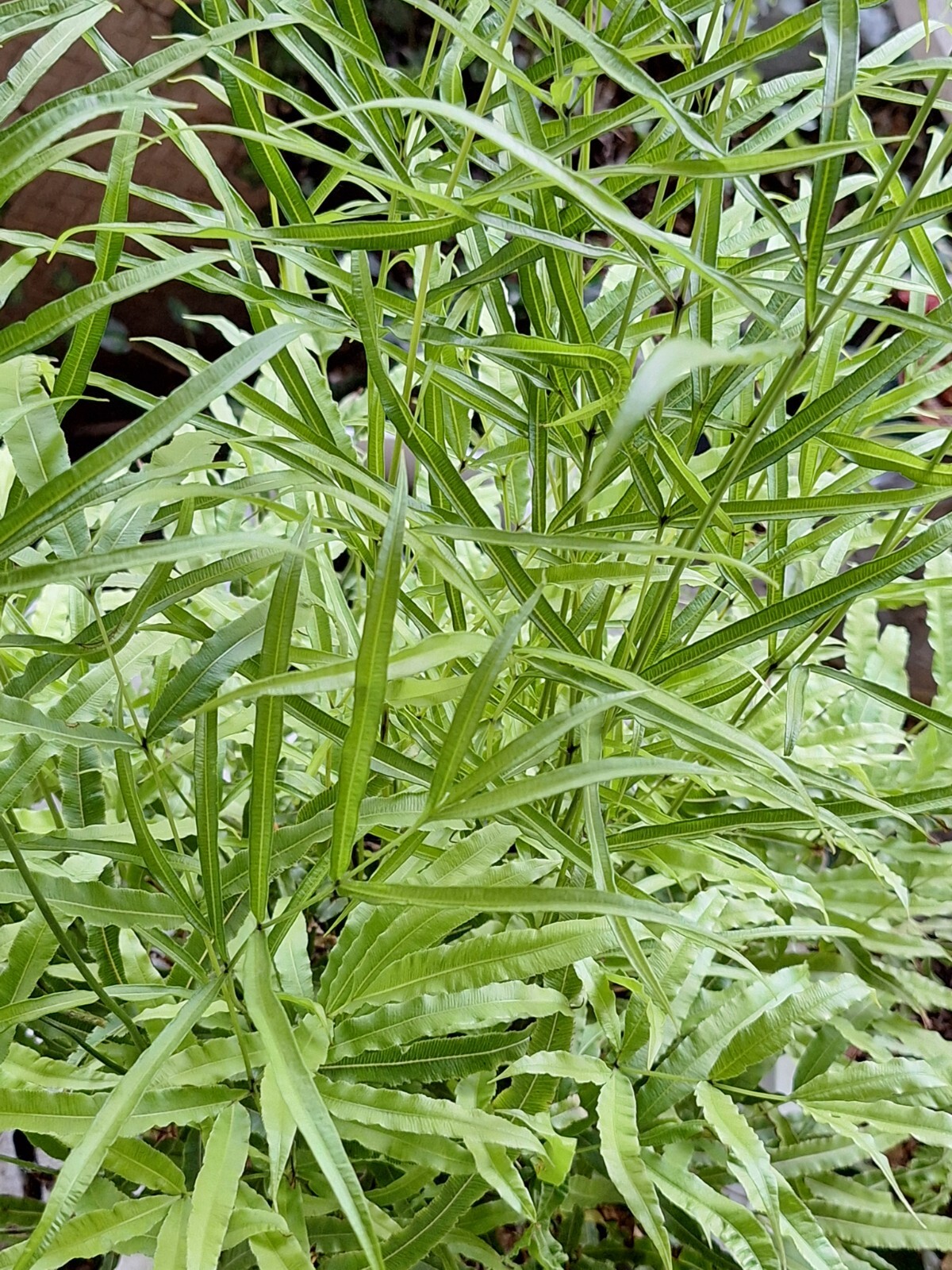 Ribbon fern 1002 (SEEDS) spores, hardy to 10 degrees, beake fern, Pteris cretica