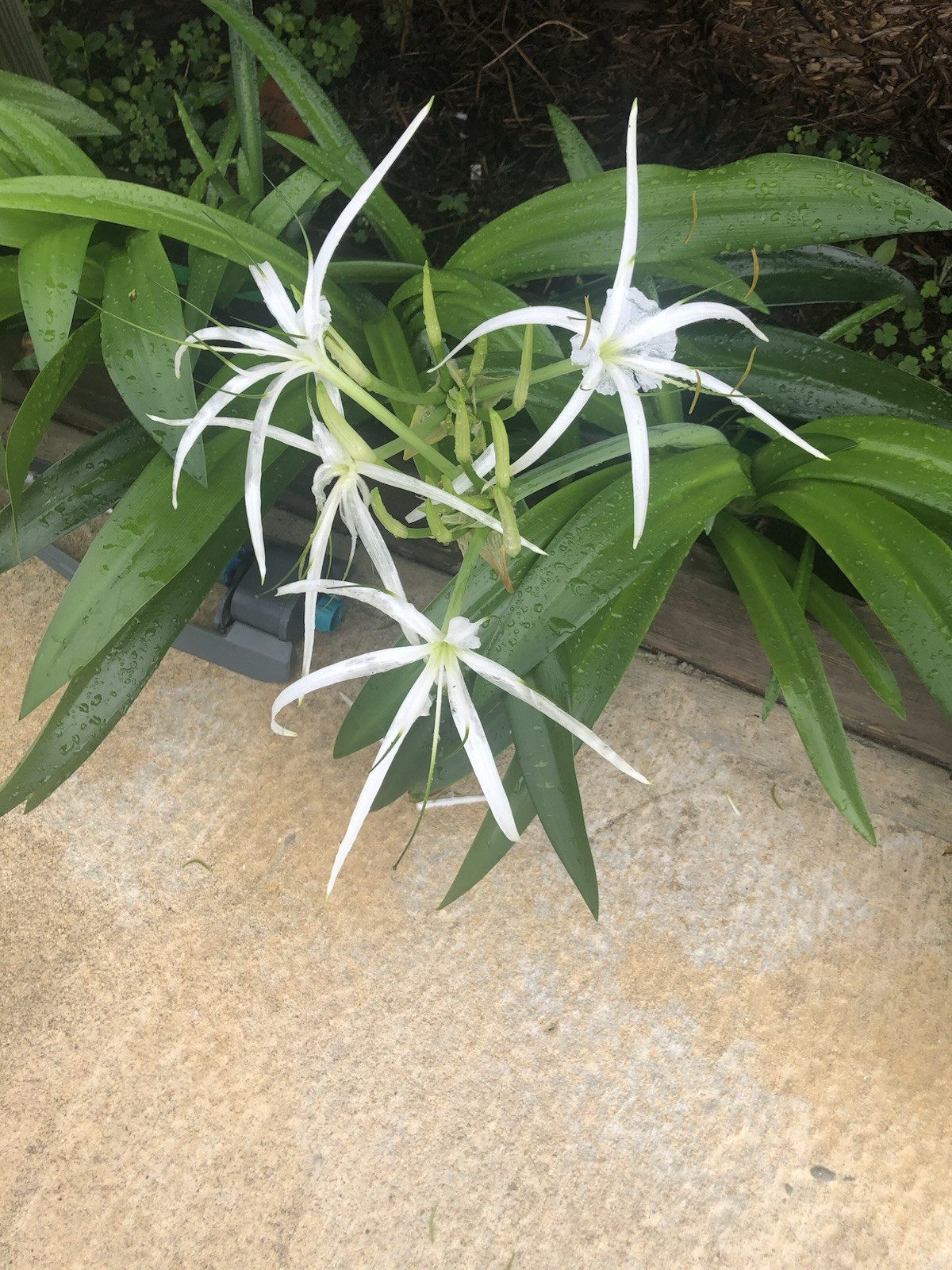 Heritage White Spider Lily (2) Each