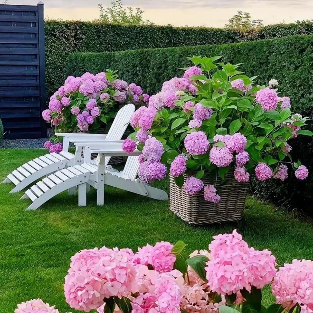 50 Pack Hydrangea Seeds for Planting – Non-GMO Hardy Perennial Shrub, Beautif…
