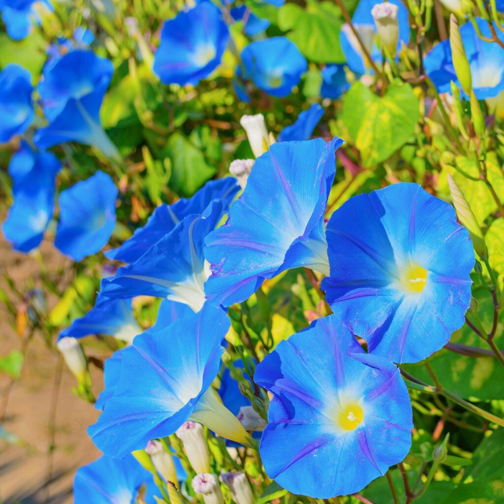 Morning Glory Heavenly Blue Seeds 30+ Flower US FREE SHIPPING UNTREATED ANNUAL