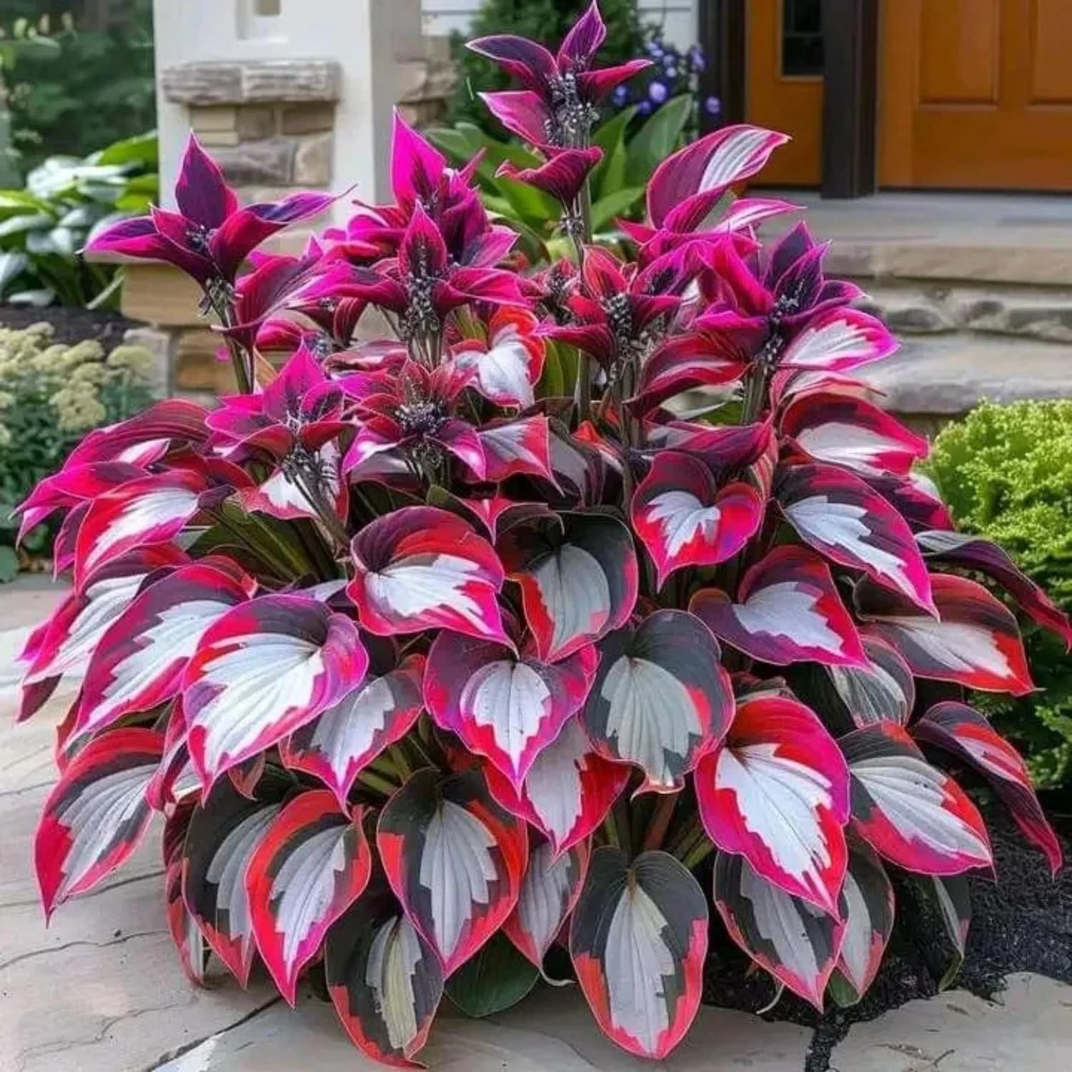 330+ Mixed Color Hosta Seeds for Planting – Shade-Tolerant Perennials, Dual Use