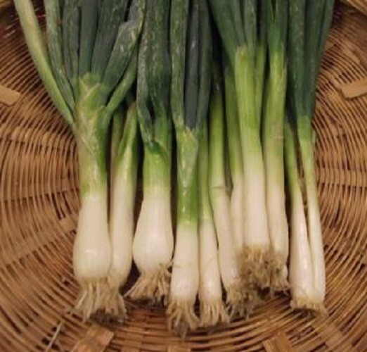 100+ Japanese Heshiko Bunching Onion Seeds (Asian)