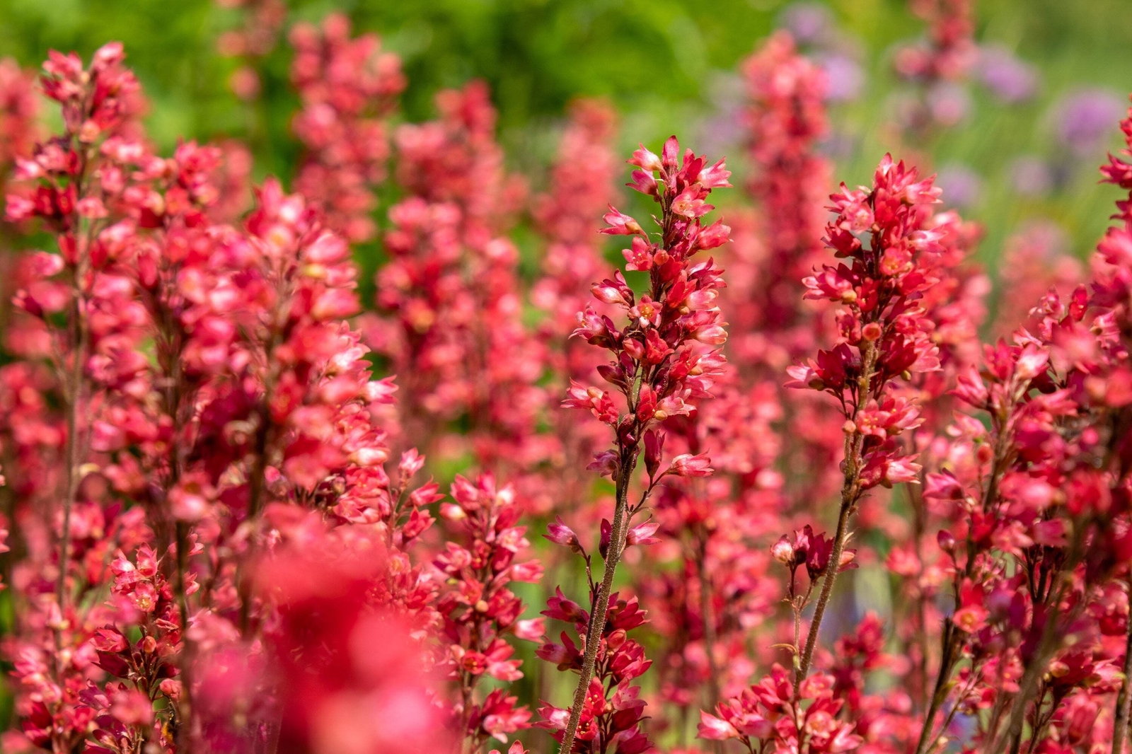 1200 MIXED COLORS CORAL BELLS HEUCHERA Shade Flower Seeds *Flat S/H