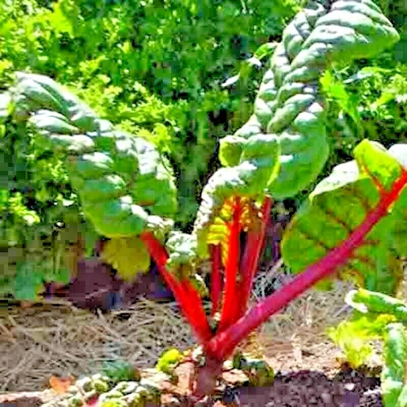 100 SWISS CHARD SPRING SALAD GARDEN VEGETABLE SEEDS HEIRLOOM MICROGREENS NON-GMO