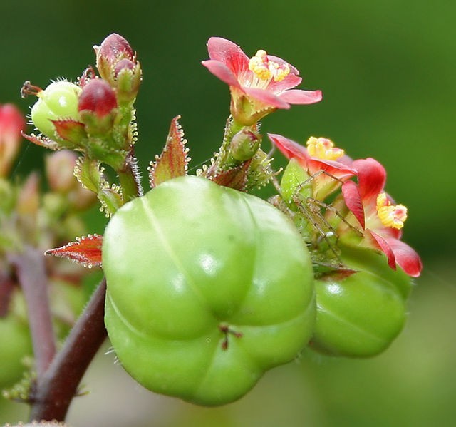 30x Jatropha gossypiifolia seed, Tua Tua, Bellyache Bush, tropical tree seeds.