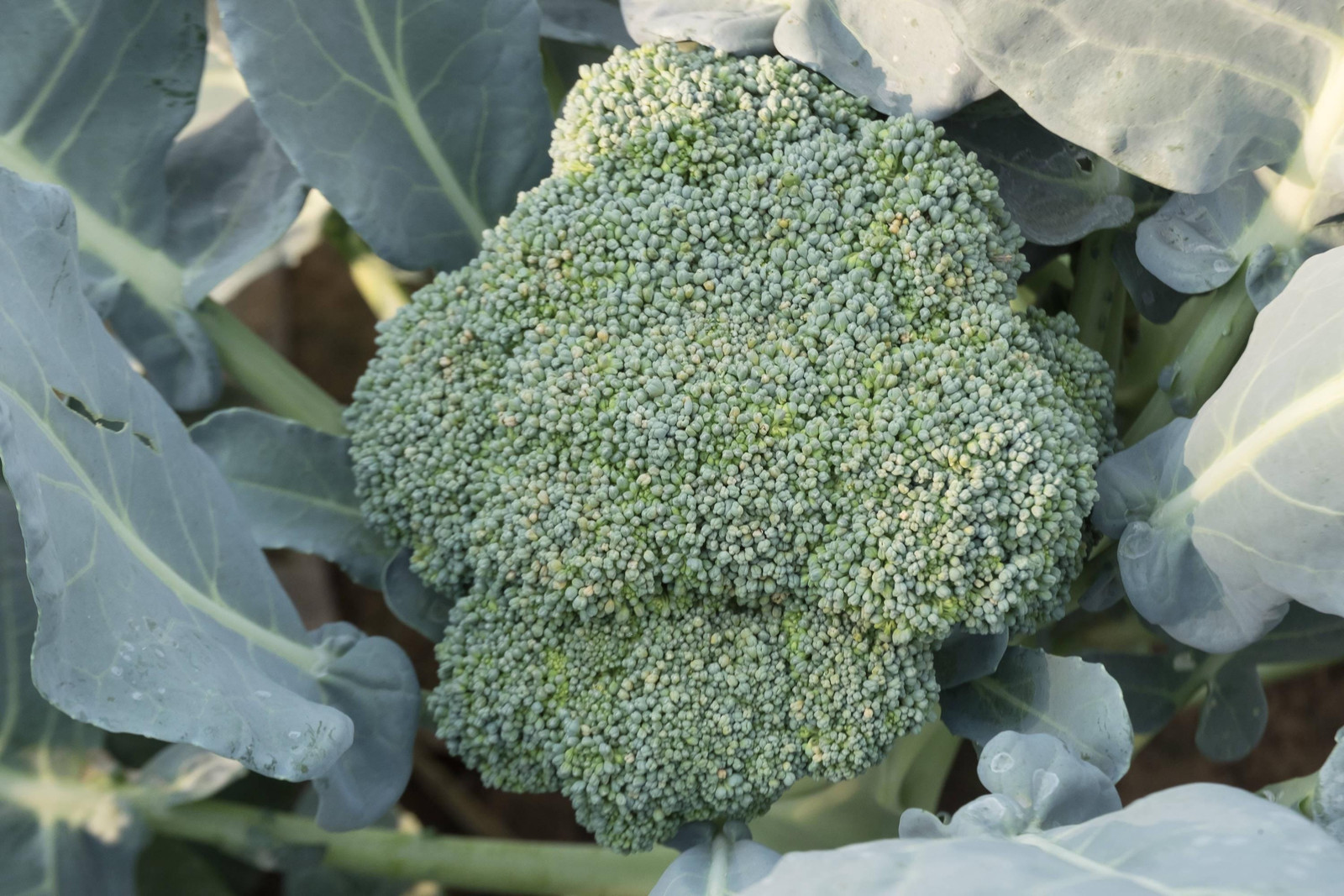 Waltham 29 Broccoli Seeds Non-GMO Heirloom, Tracking Included, Backyard
