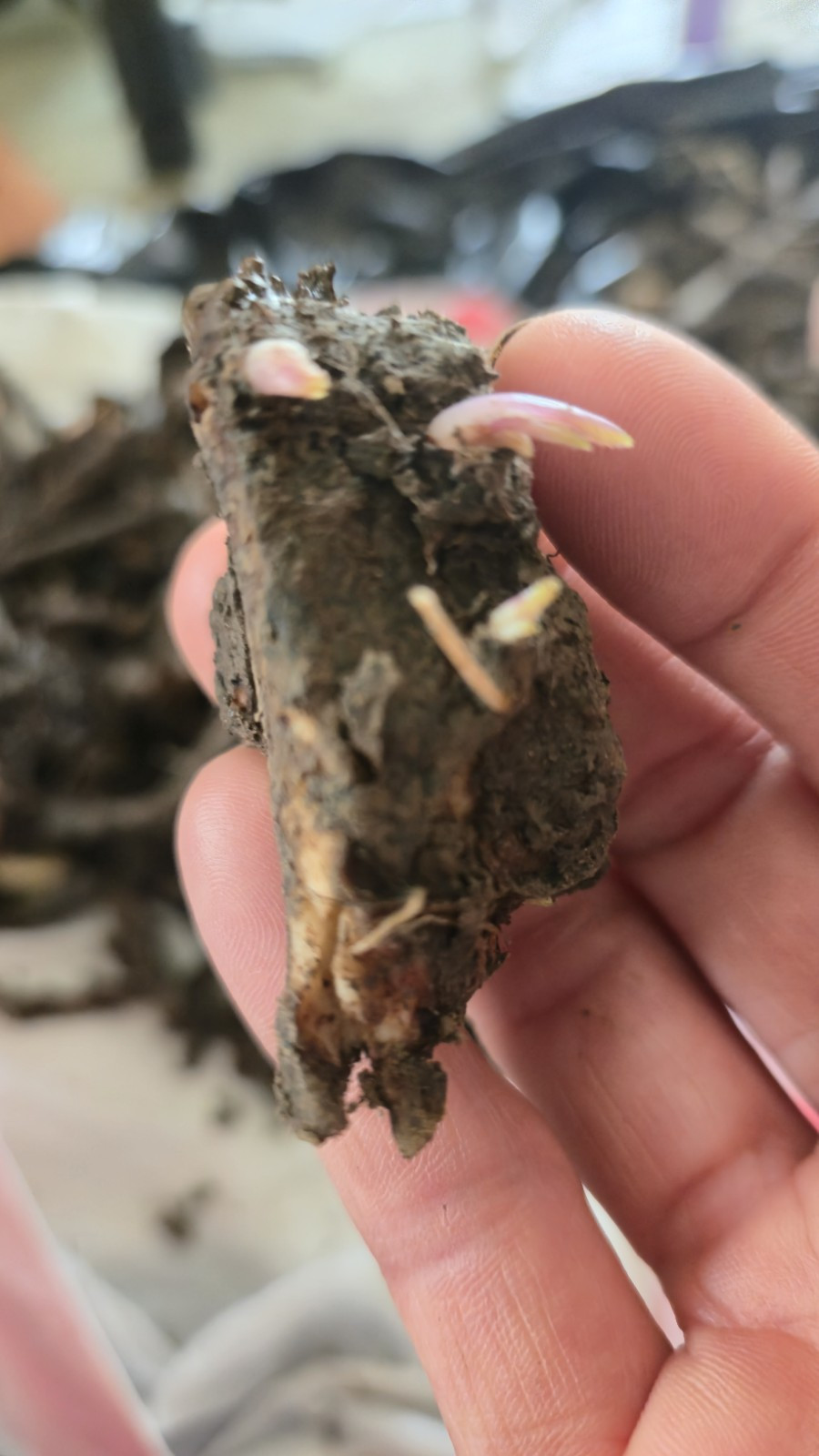 Freash Organic Comfrey Roots for Planting 15PCS Roots