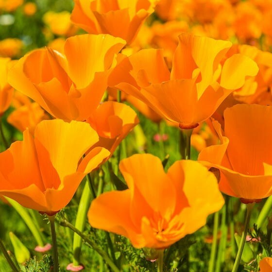 Giant Orange California Poppy Seeds | Sun Gold Poppies Garden Flower Seed 2024