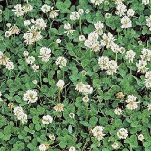 5 LBS WHITE DUTCH CLOVER SEED FOR LAWNS & GROUND COVER 800,000 SEEDS PER LB