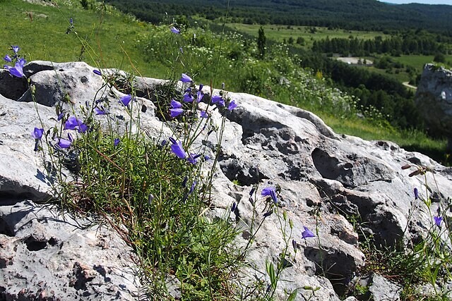 Campanula rotundifolia | Bluebell of Scotland | 100 Seeds