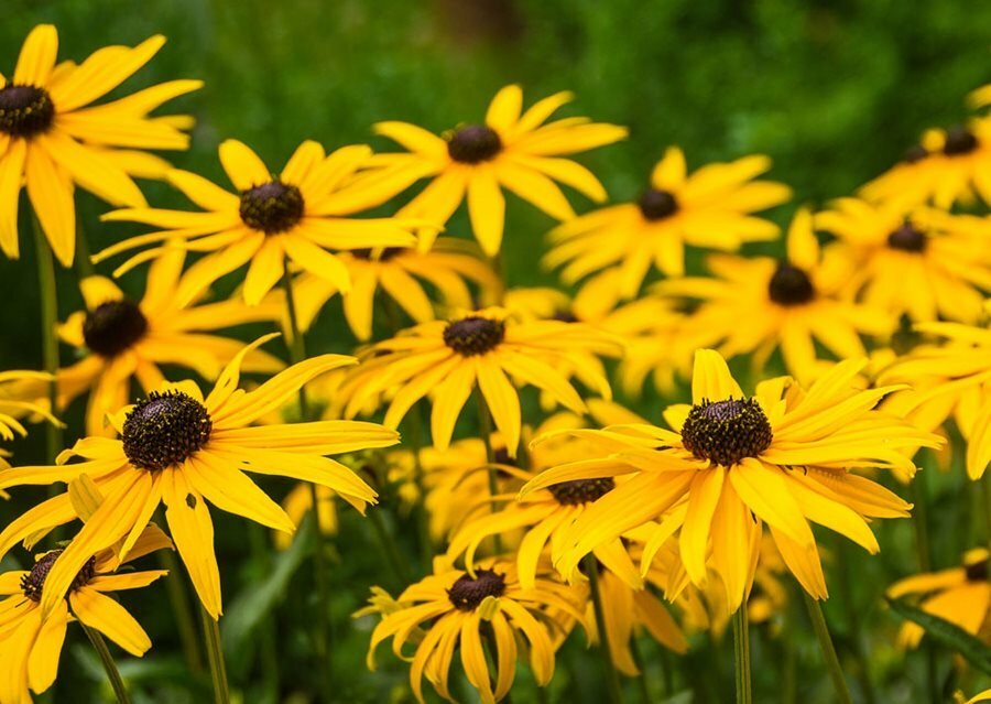 Black-Eyed Susan & Fancy Gloriosa Daisy Combo 190 Seeds~My Botanical Garden Club