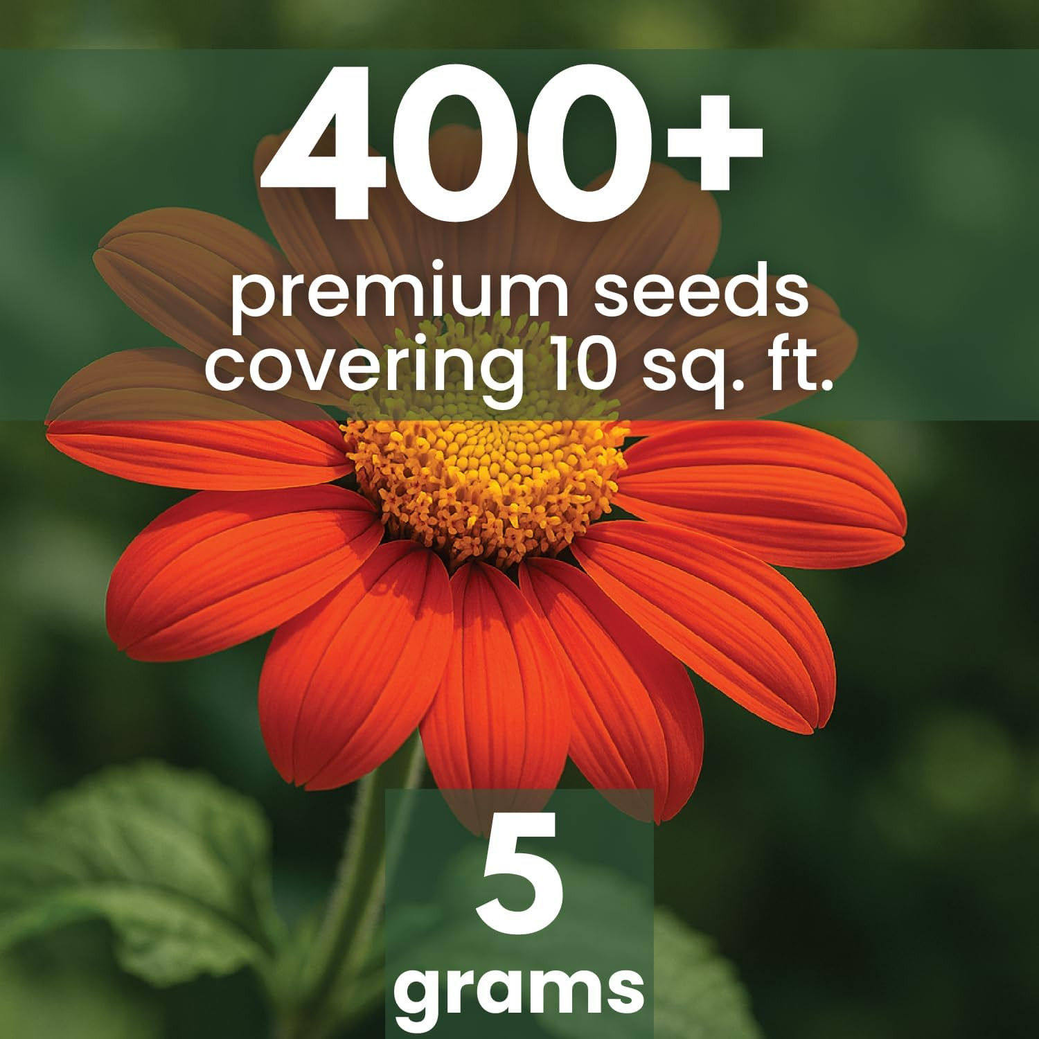 Mexican Sunflower (Red) – 400 Seeds for Planting – 5-Gram Pack – 2026 Growing Se