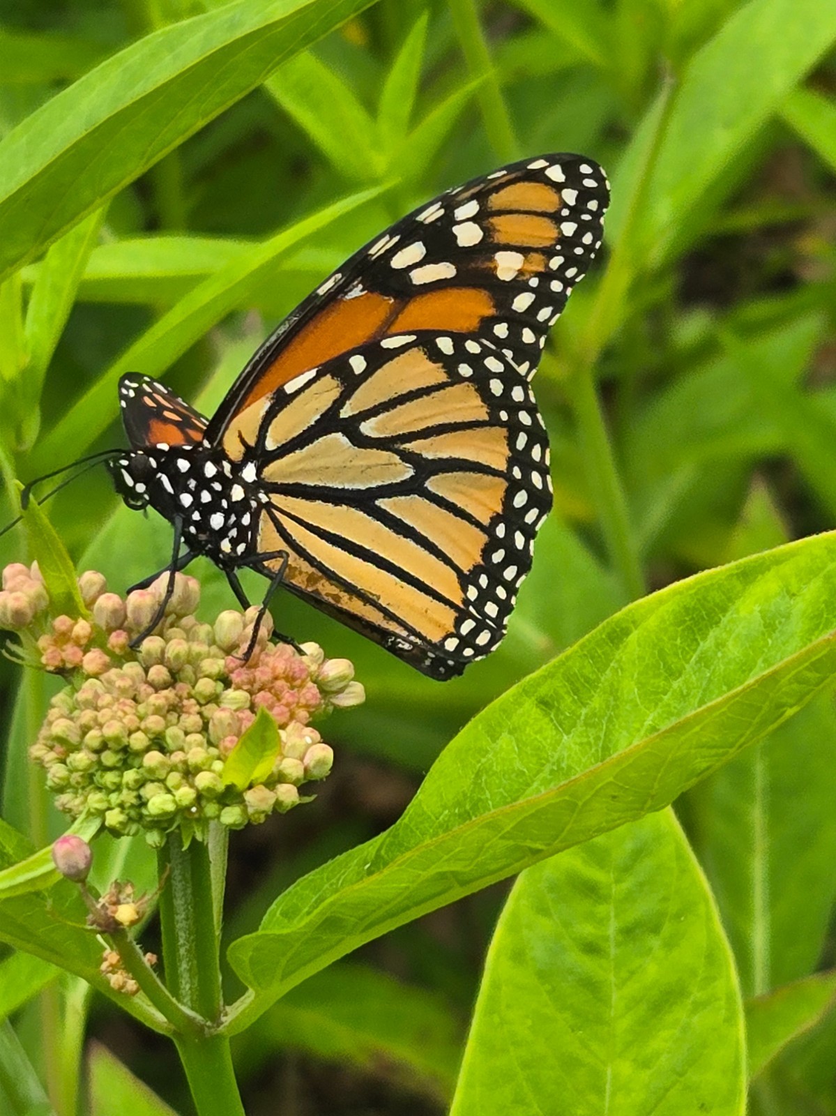 1 GRAM +Pink Swamp Milkweed/NATIVE NE US/Asclepius Incarnata/ORGANIC