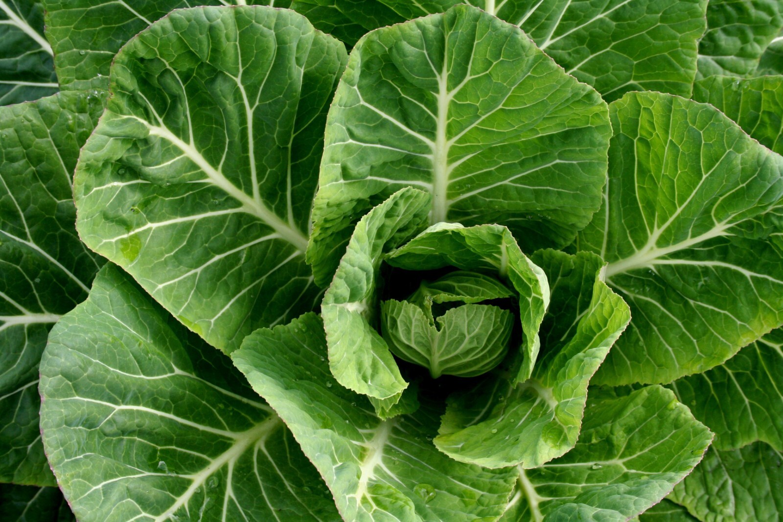 600+ Champion Collard Greens Seeds | Non-GMO | Fresh Vegetable Seeds USA