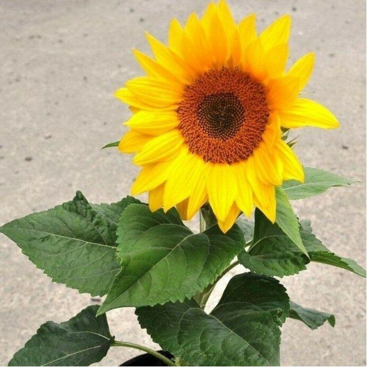 25 Sunspot Dwarf Sunflower Seed Heirloom NON-GMO Fresh Seed CUTE, STUBBY, & FUN