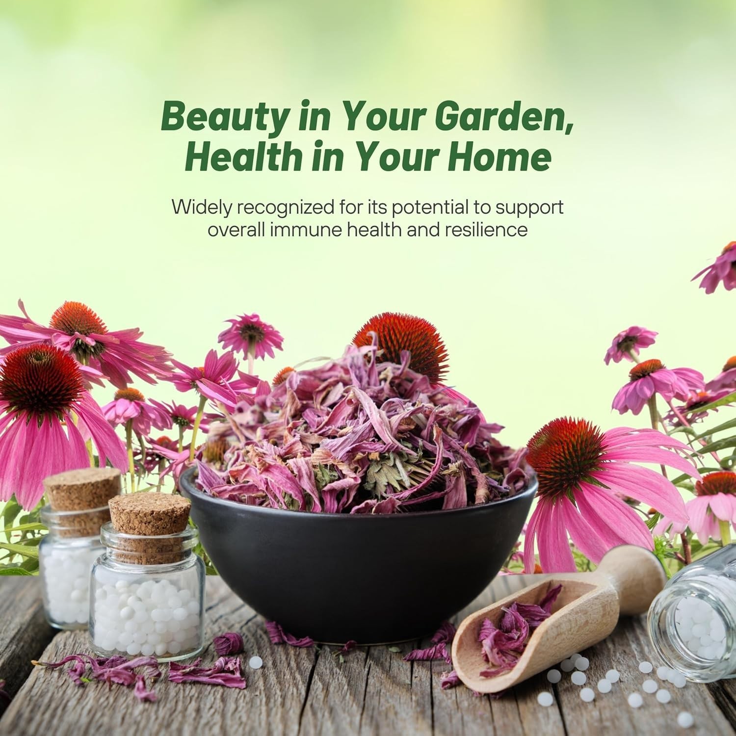 Heirloom Purple Echinacea Seeds – Pollinator-Friendly