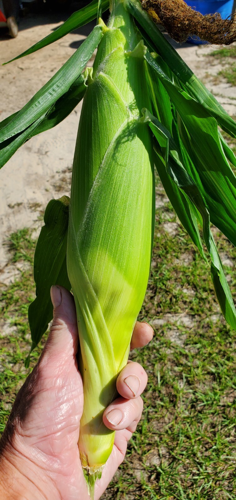 1/4 Pound (600 Seeds) Silver Queen Hybrid Corn Seeds White Non GMO