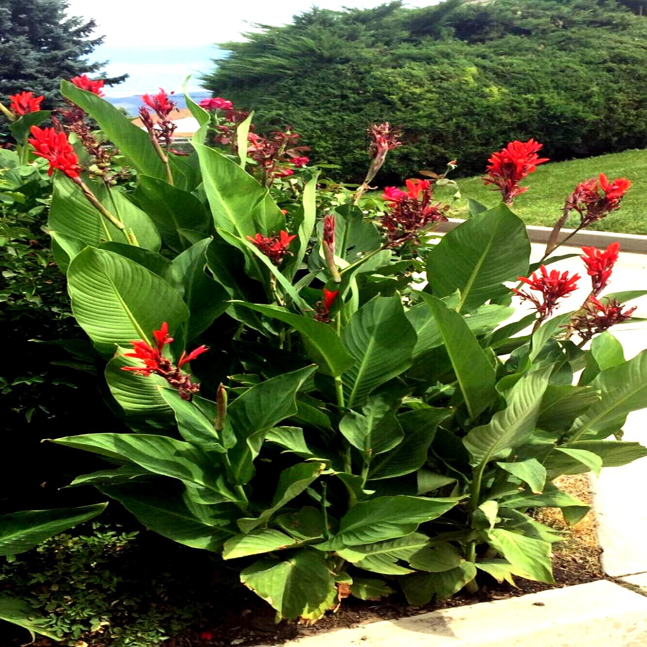 RED CANNA LILY INDICA SEEDS INDIAN SHOT Arrowroot Flowers Attracts Hummingbirds