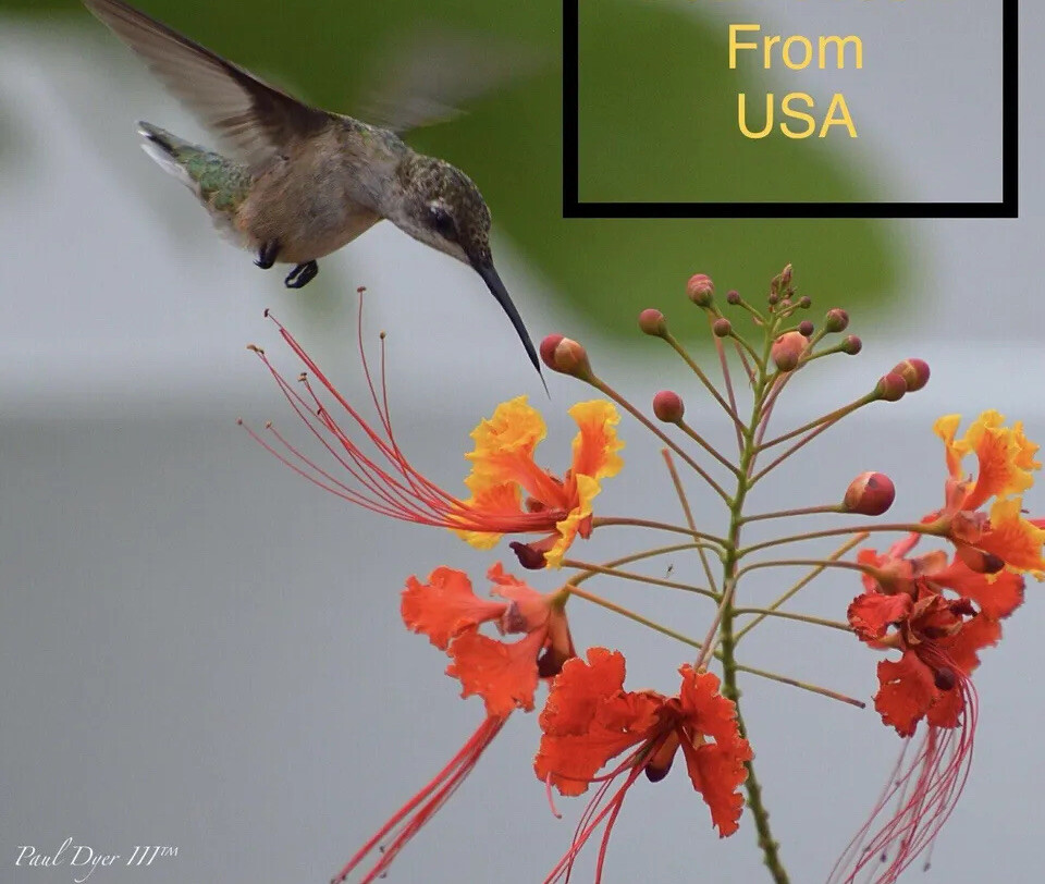 20 seeds Caesalpinia Pulcherrima PRIDE OF BARBADOS MEXICAN BIRD OF PARADISE