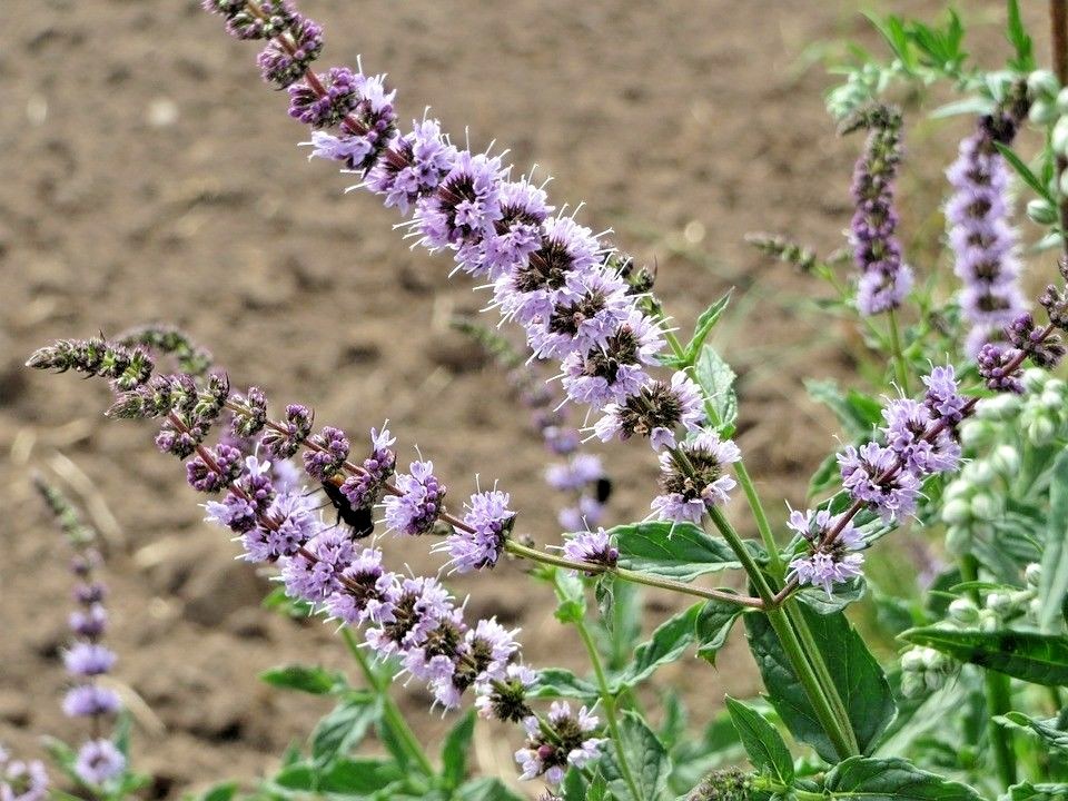 301+SPEARMINT Seeds Organic Herb Mint Tea Patio Container Vegetable Garden Easy