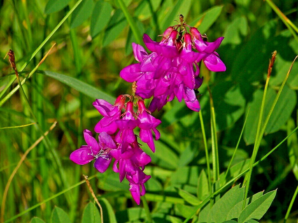 51+UTAH Northern SWEETVETCH Seeds Native Wildflower Drought Heat Cold Poor Soils