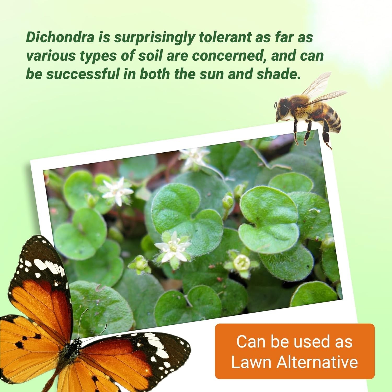 Low-Maintenance Dichondra Seeds – Ideal for Quick Lawn Alternatives and Erosion
