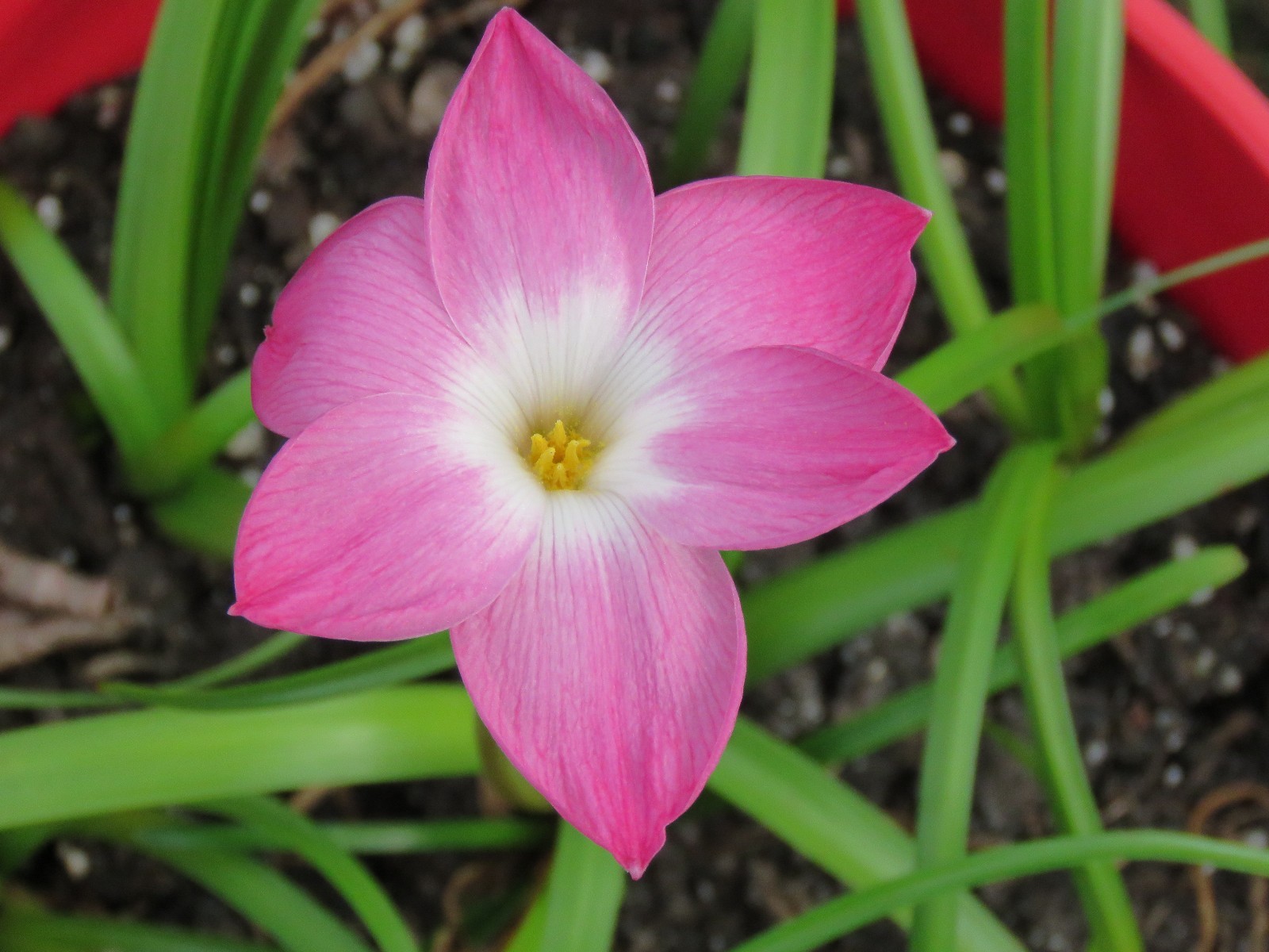 Rain Lily, Zephyranthes Labufarosea Lucky All Over, 1 bulb, NEW, habranthus