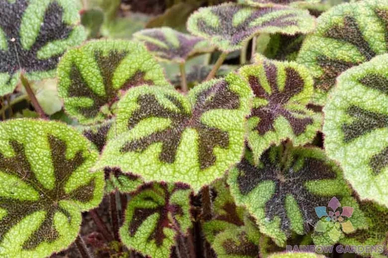 25+ Iron Cross Begonia Seeds for Garden Planting – USA – FREE SHIPPING!