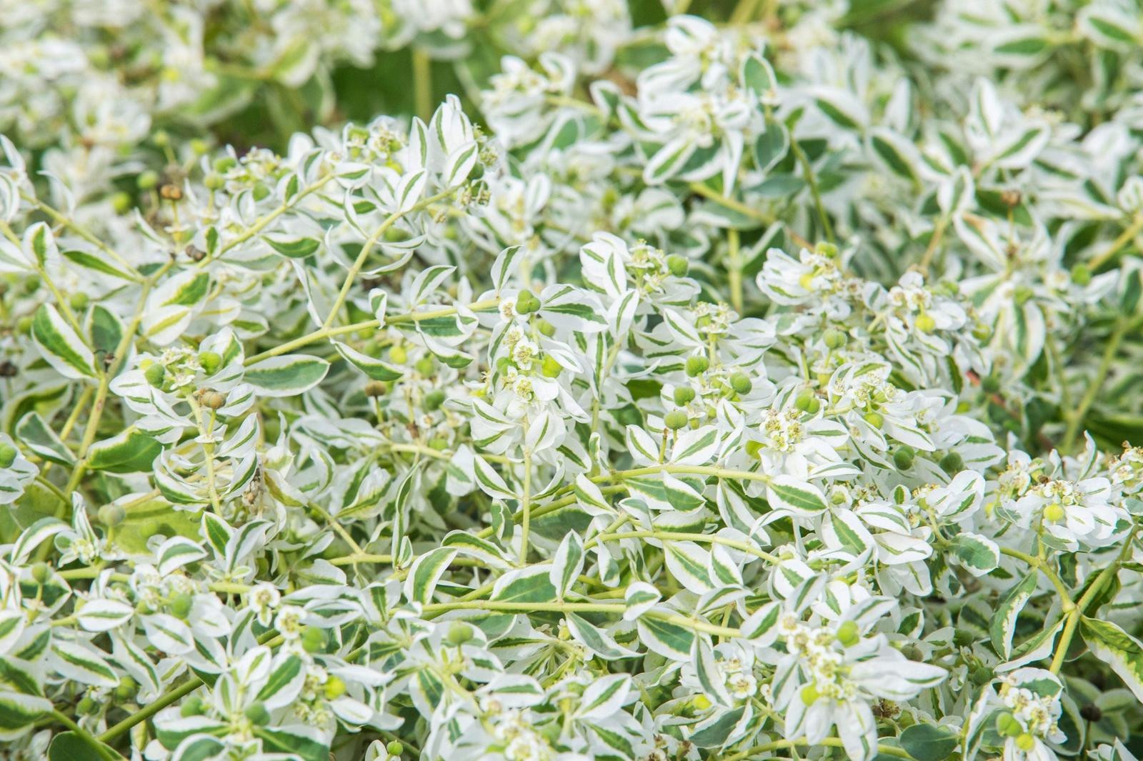 20 SNOW ON THE MOUNTAIN Euphorbia Marginata Flower Seeds *Flat S/H