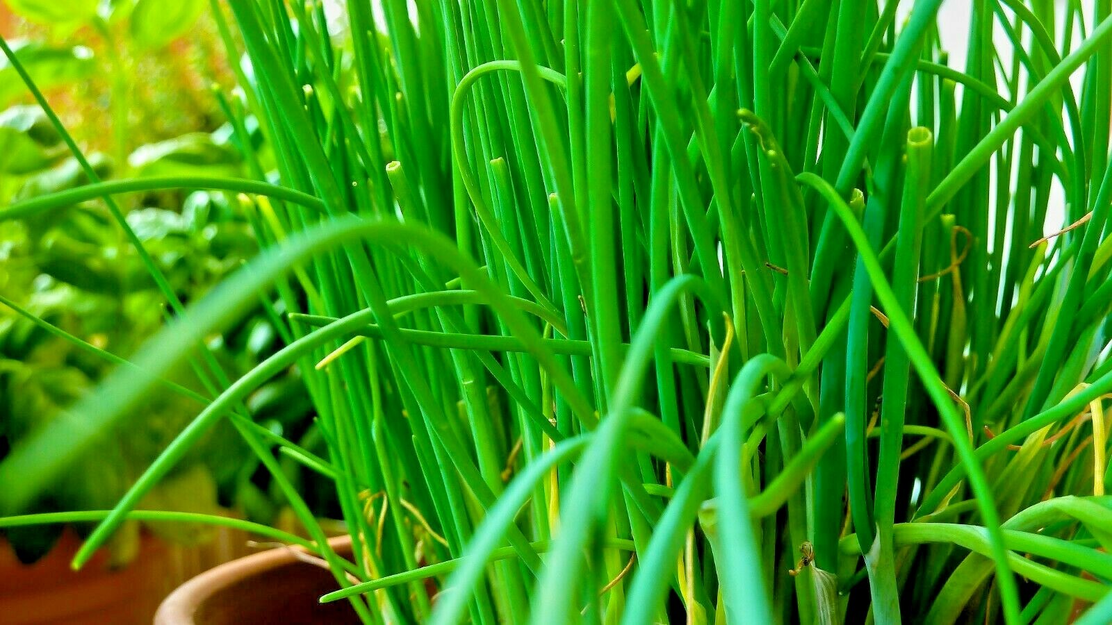 1000+ CHIVES SEEDS GREEN ONION SPRING PERENNIAL NON-GMO MOSQUITO REPELLENT HERBS