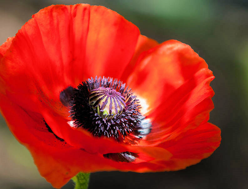 Red Corn Poppy seeds annual wildflower Bright Red Color Attracts Pollinators