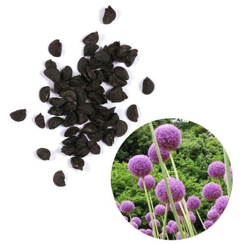 50+ RARE HUGE PURPLE ALLIUM SENSATION 4-6″ SOFTBALL “Free Gift Too ” SEEDS