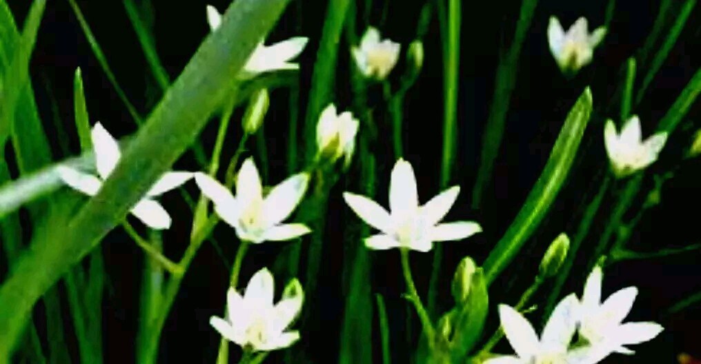 Star of Bethlehem Ornithogalum Umbellatum Perennial Spring Flowers 25+ Bulbs