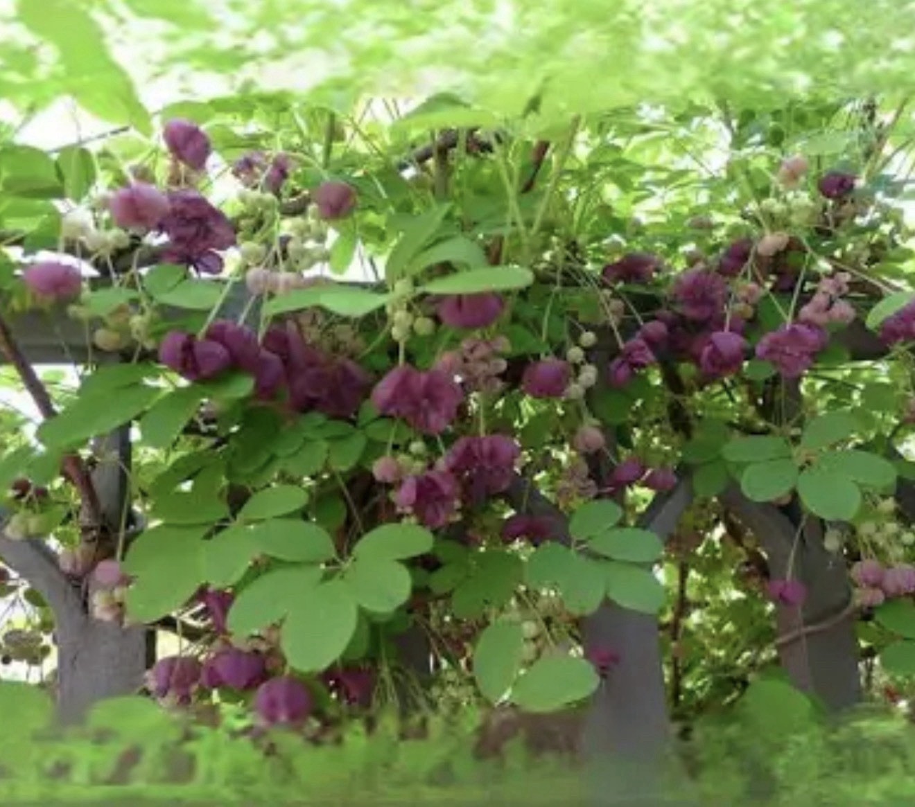 Chocolate Vine Akebia quinata SMALL Rooted Starter Plant-Chocolate Scented Bloom