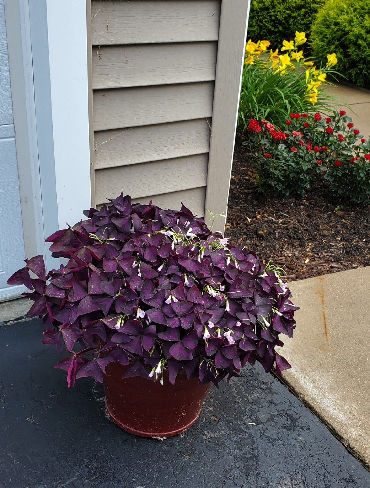 10 – Oxalis Tringularis, Purple Shamrock, Love Plant, Good Luck Plant – bulbs