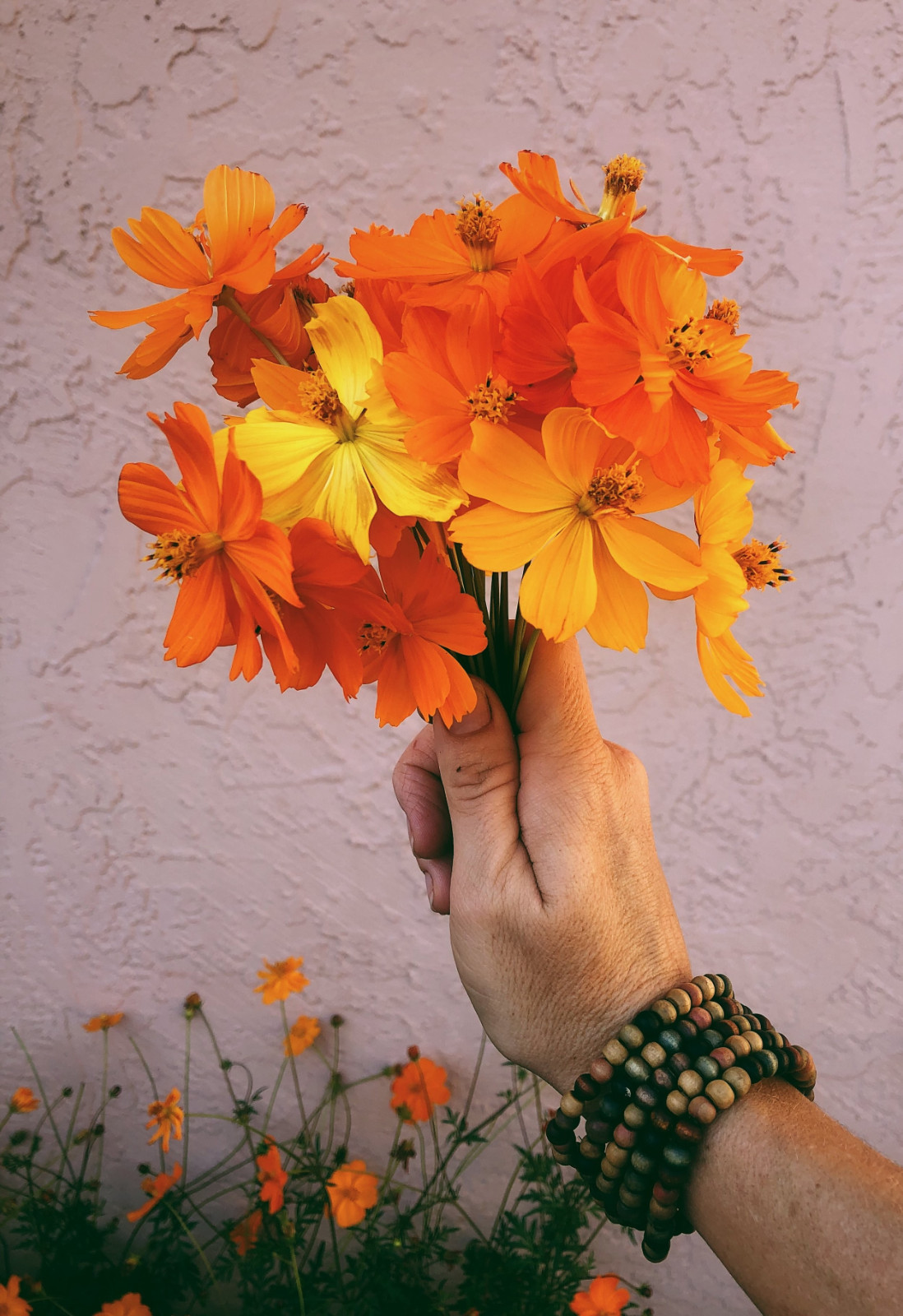 100+ Sulphur Cosmos Seeds – Bright Lights – NON GMO – Hummingbirds – Butterflies